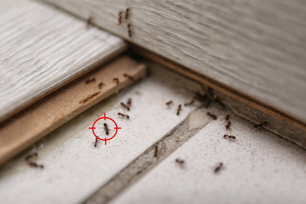 Best Pest Removal Services  in St Paul, MO