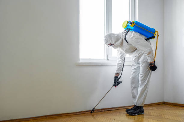 Best Termite Control Services  in St Paul, MO