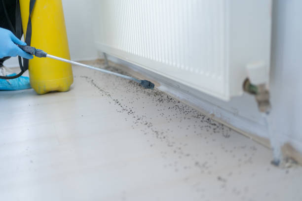Wasp Removal Services in St Paul, MO